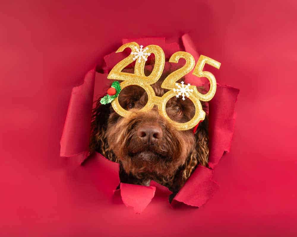 dog wearing 2025 new years glasses